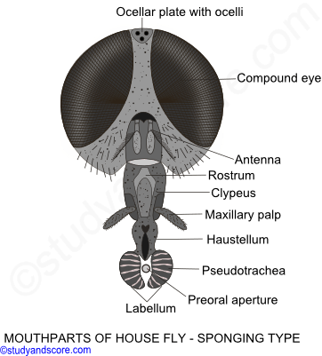 Butterfly mouthparts, cockroach mouthparts, housefly mouthparts, honey bee mouthparts, sponging type, siphoning type, biting chewing type, chewing lapping type